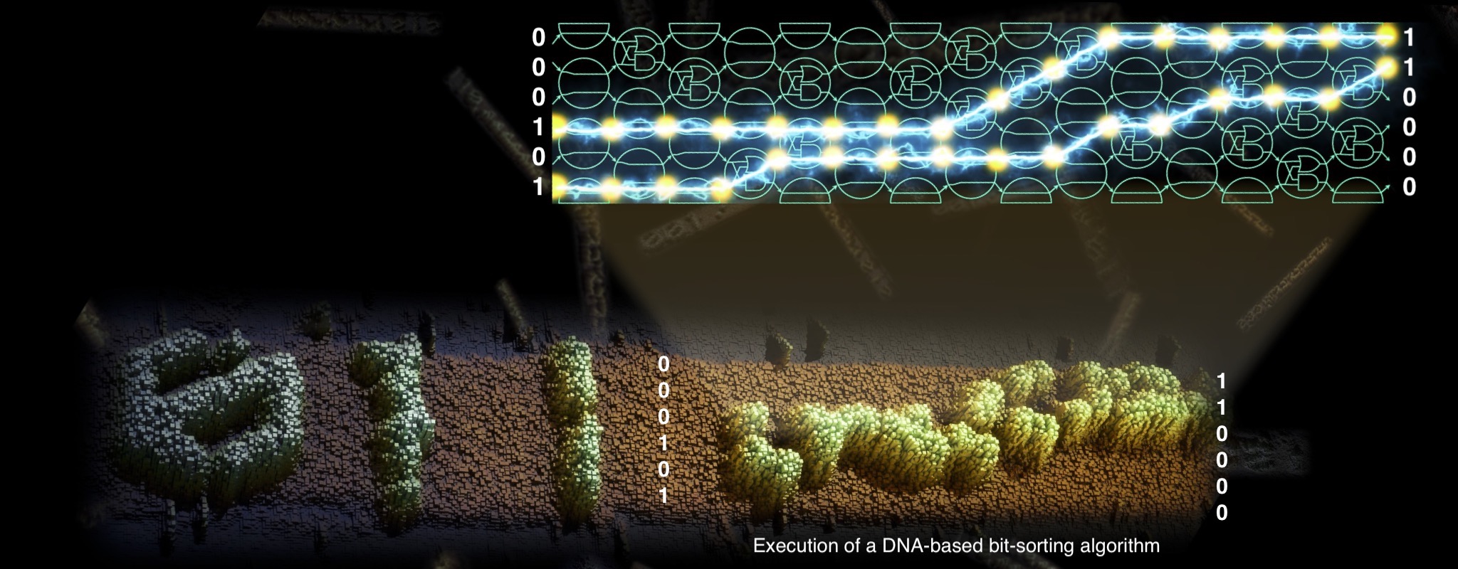 Sorting bits using DNA molecules undergoing algorithmic self-assembly. AFM data: Damien Woods, artwork: Demin Liu (Molgraphics)