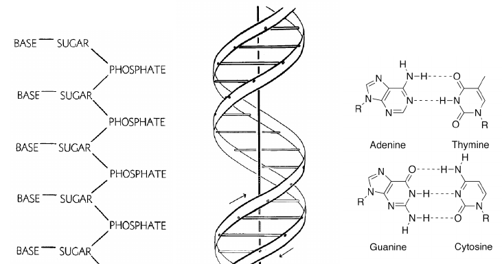 structure of the DNA molecule